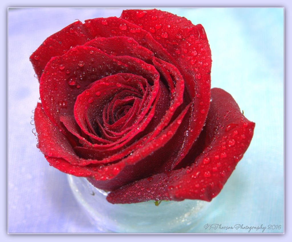 Red Rose Blue Background 5-8-2016.jpg
