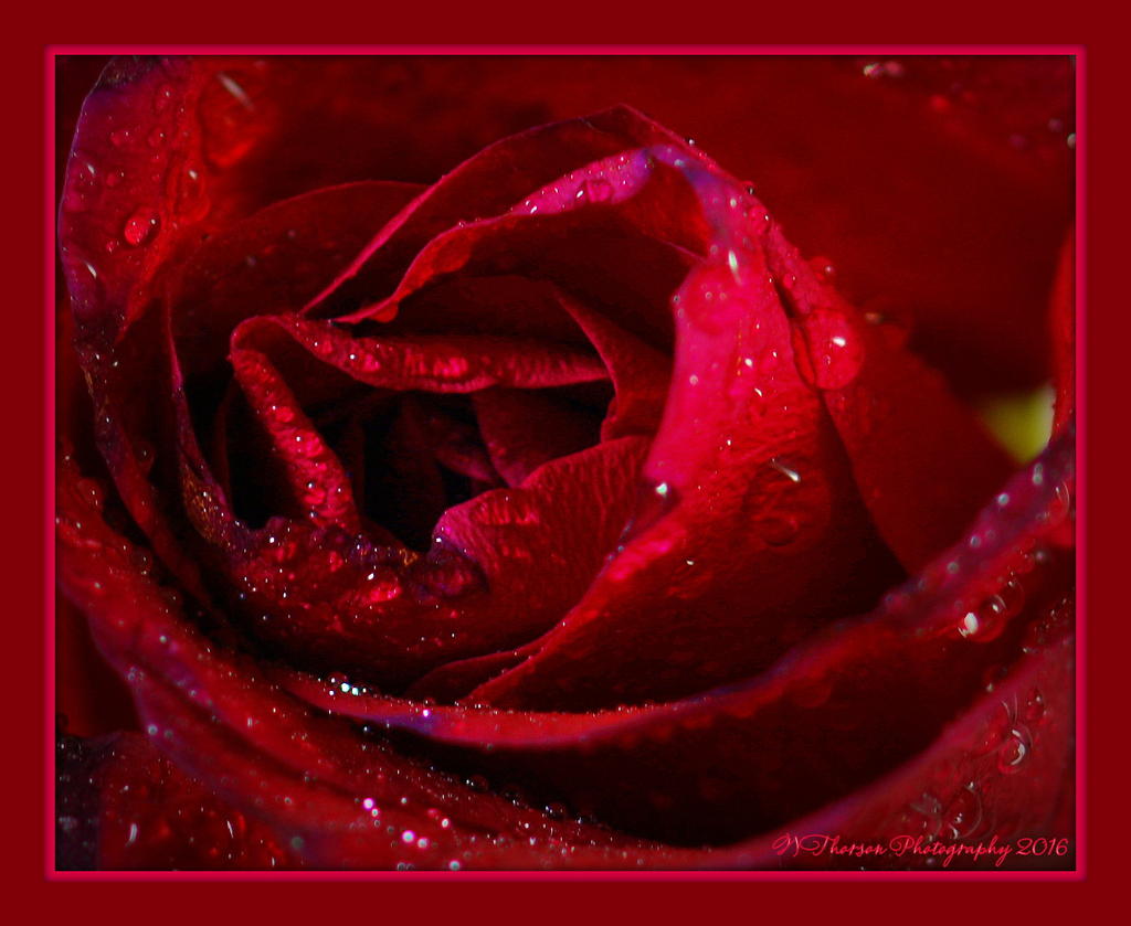 Red Rose Close Up 2-12-2016.jpg