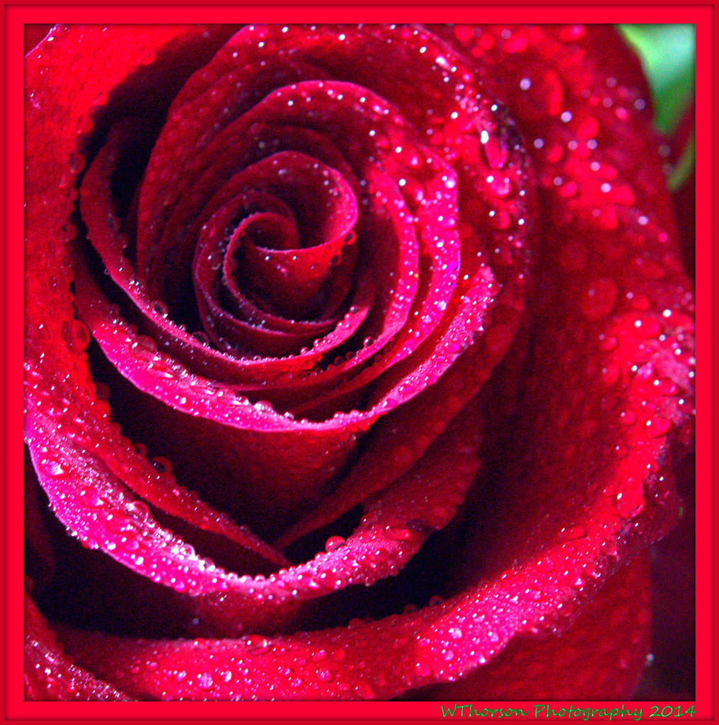 Red Rose Close Up.jpg