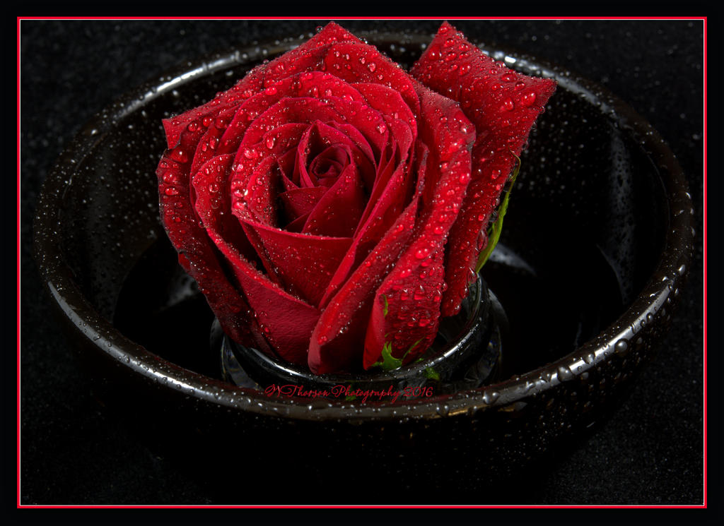 Red Rose in a Black Bowl 5-10-2016.jpg