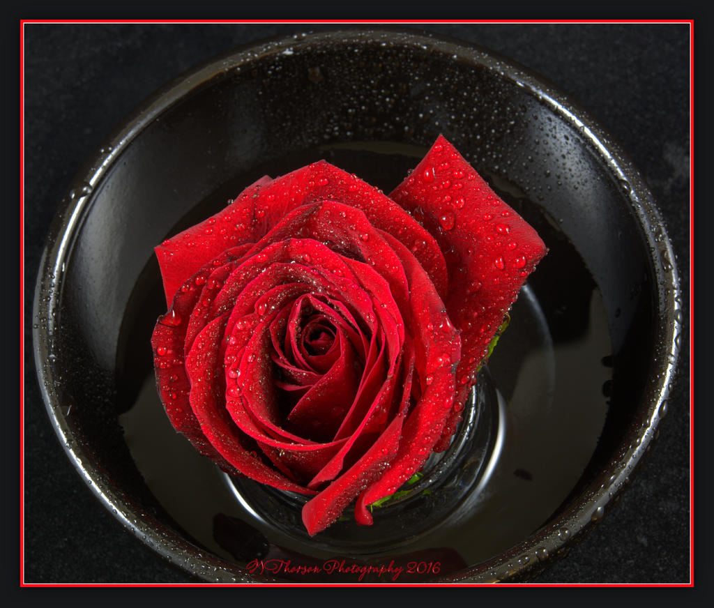 Red Rose in a Black Bowl from the Top 5-10-2016.jpg