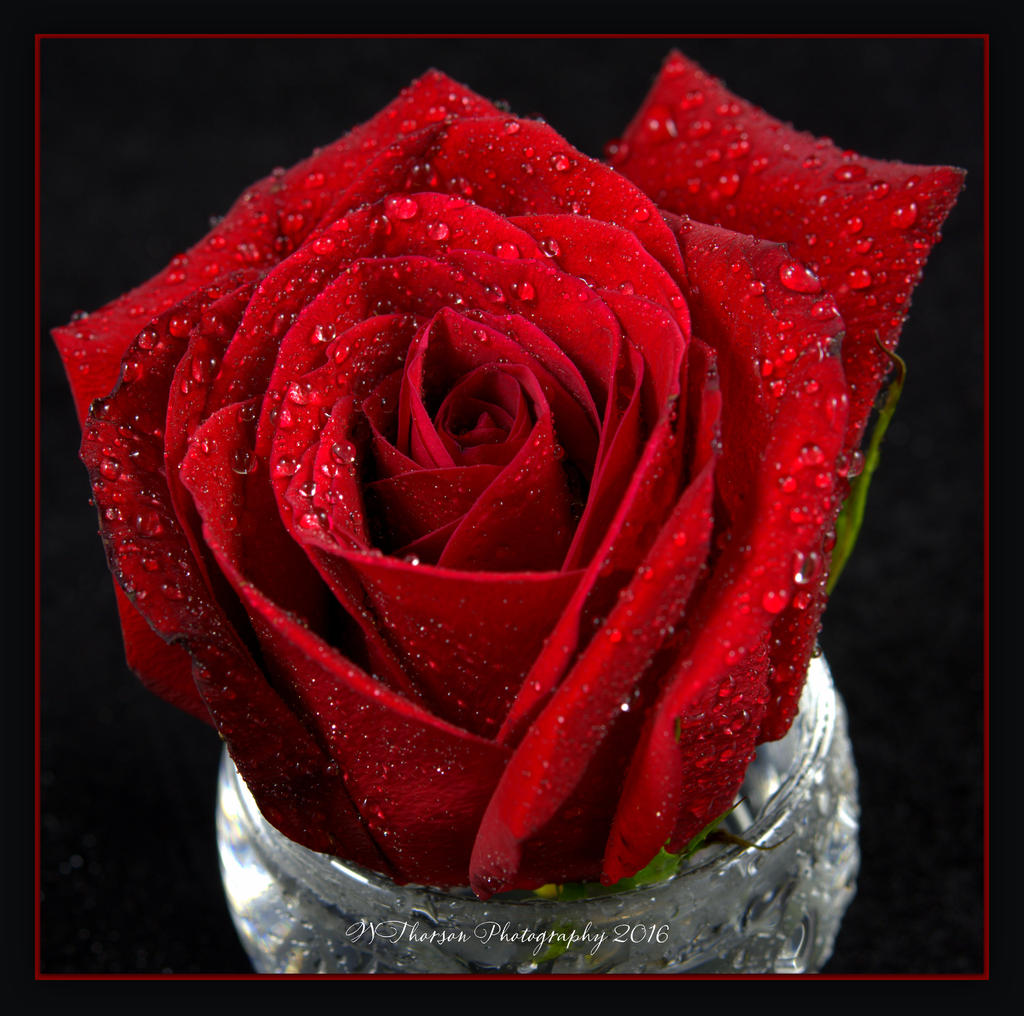 Red Rose in a White Bowl 5-10-2016.jpg