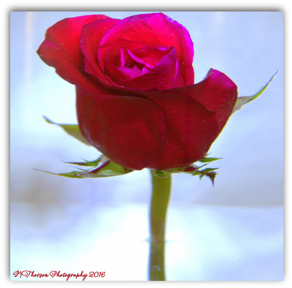 Red Rose in Water 2-9-2016.jpg