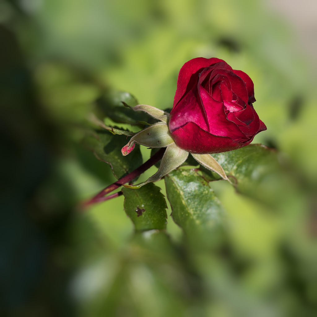 Red Rose.jpg