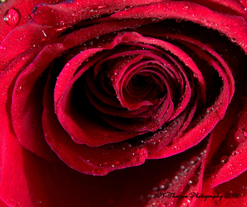Red Rose Macro 12-23-2016.jpg