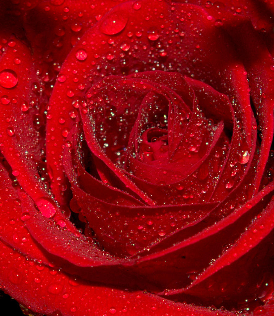 Red Rose on Stone Tree #2  9-1-2016.jpg