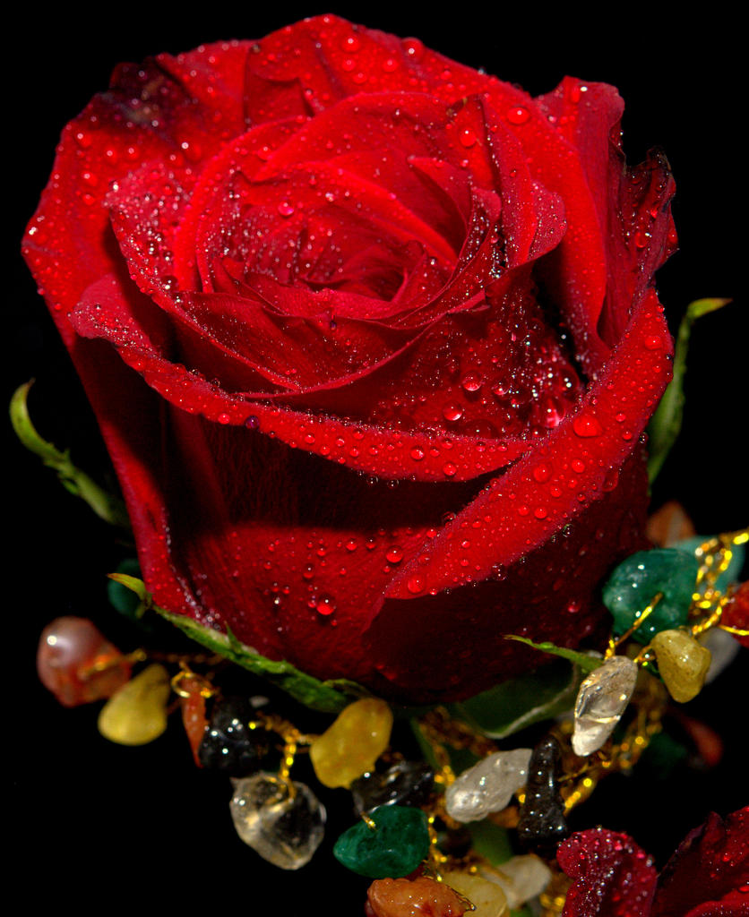 Red Rose on Stone Tree 9-1-2016.jpg