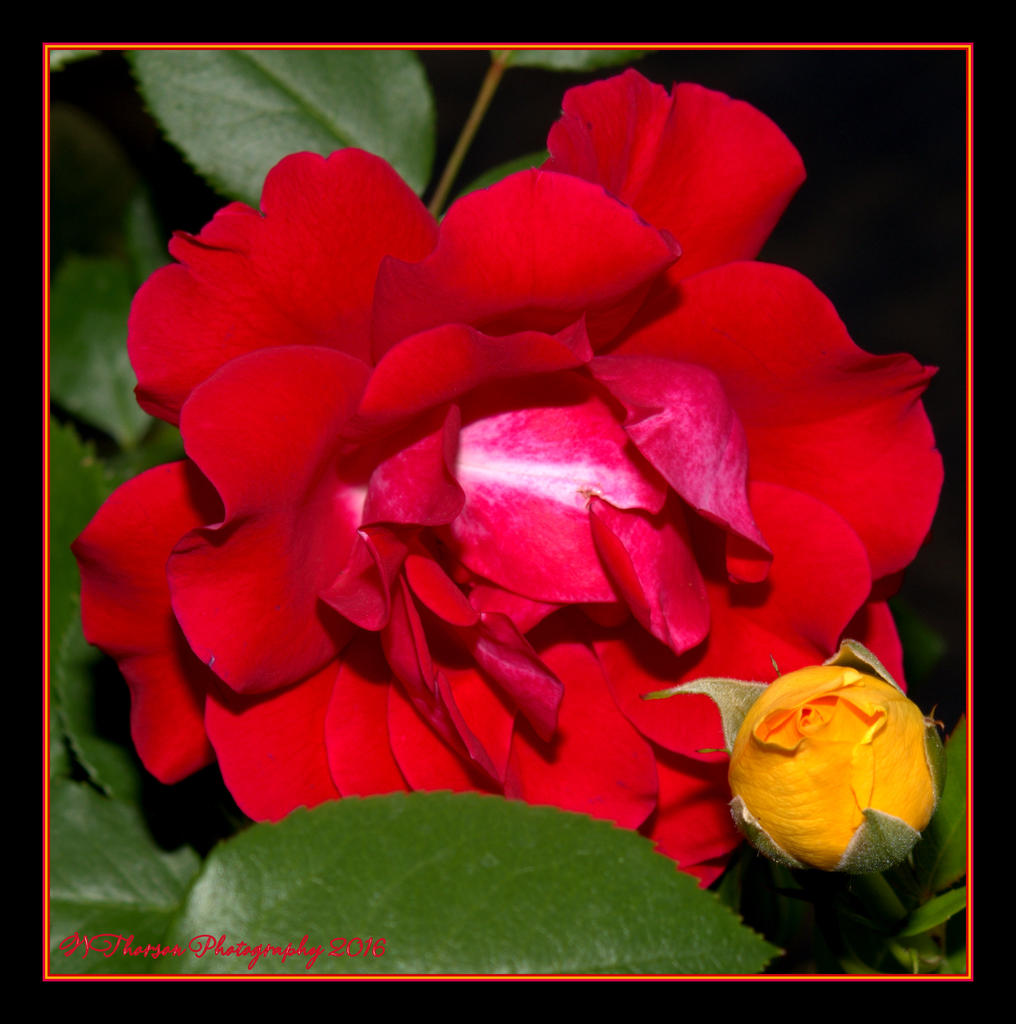 Red Rose with a Yellow Bud  5-22-2016.jpg