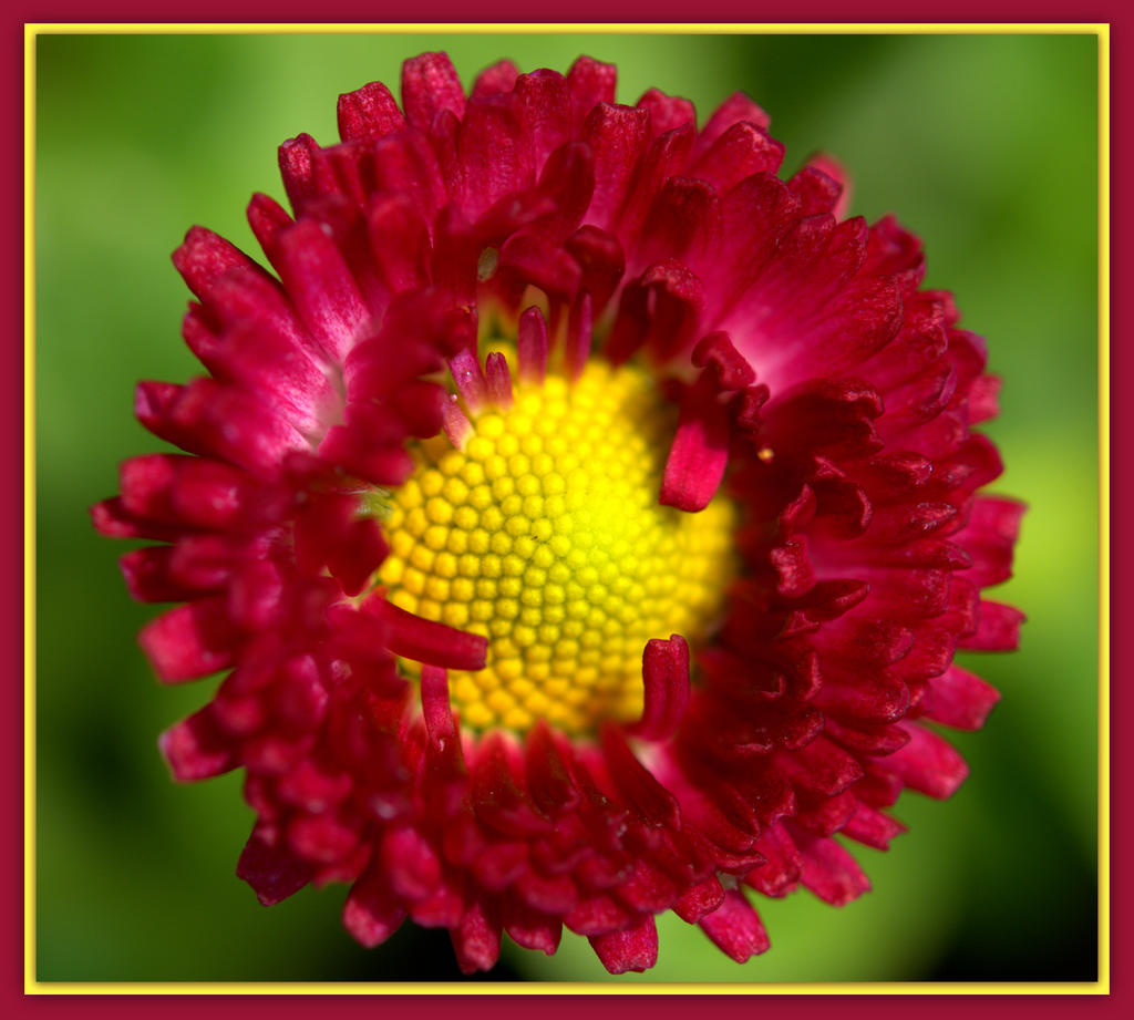 Red Shasta Daisy.jpg