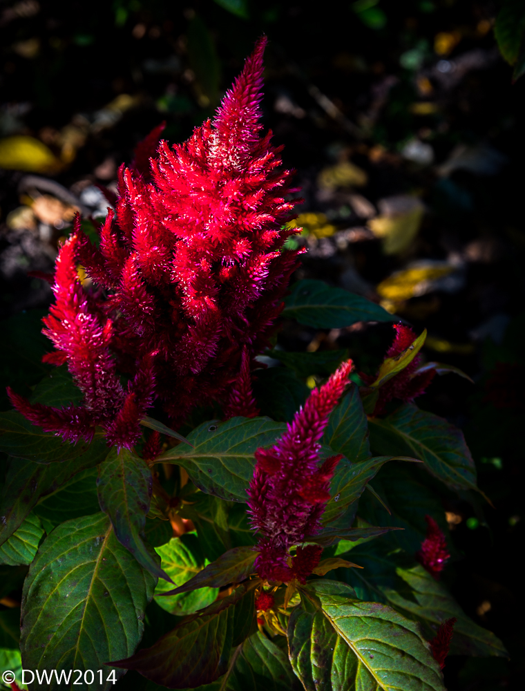 Red Spiky Thing (1 of 1).jpg