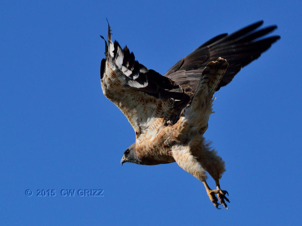 red-tail-hawk-flight10-3-15-cr.jpg