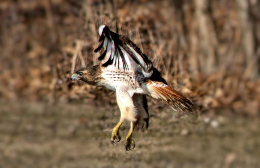 red tail hawk.jpg