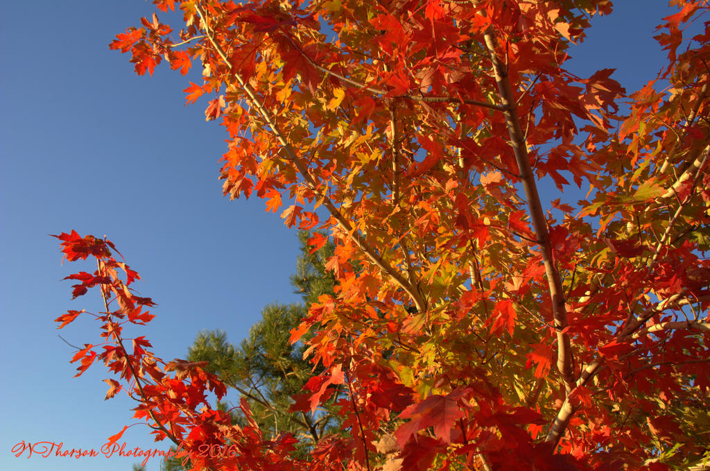 Red Tree 10-26-2016.jpg