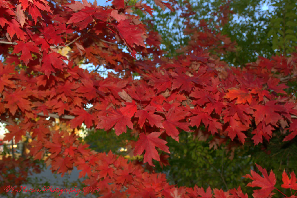 Red Tree #2 10-26-2016.jpg