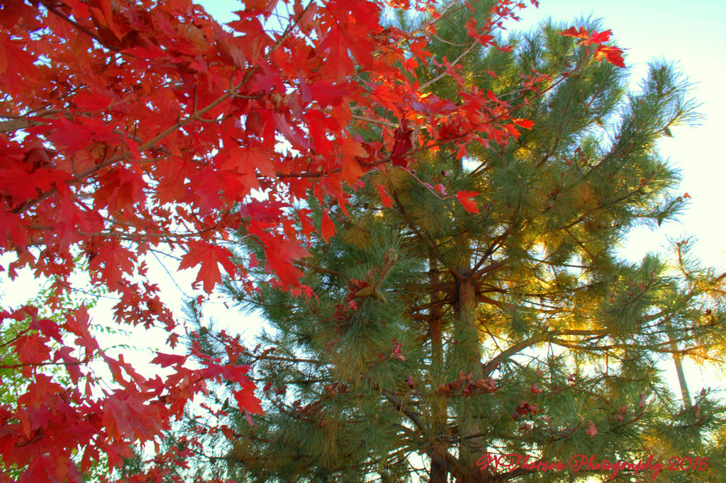 Red Tree and Pine Tree 10-26-2016.jpg