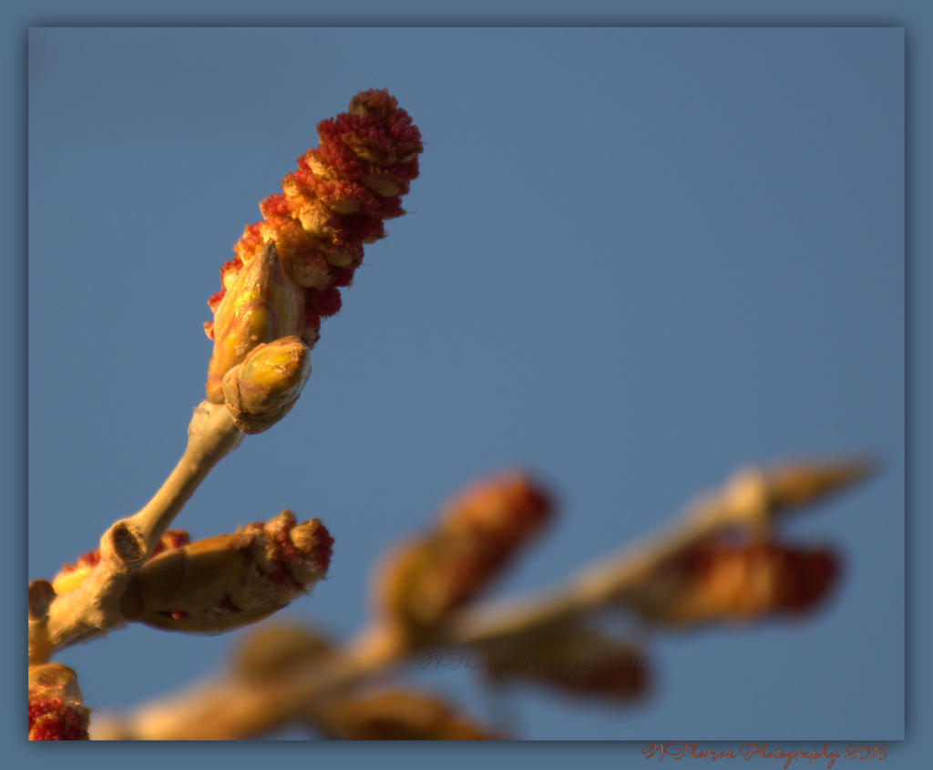 Red Tree Bud's  3-30-2016.jpg