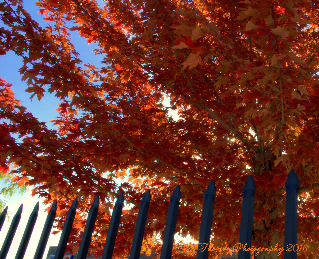 Red Tree with Fence 10-8-2016.jpg