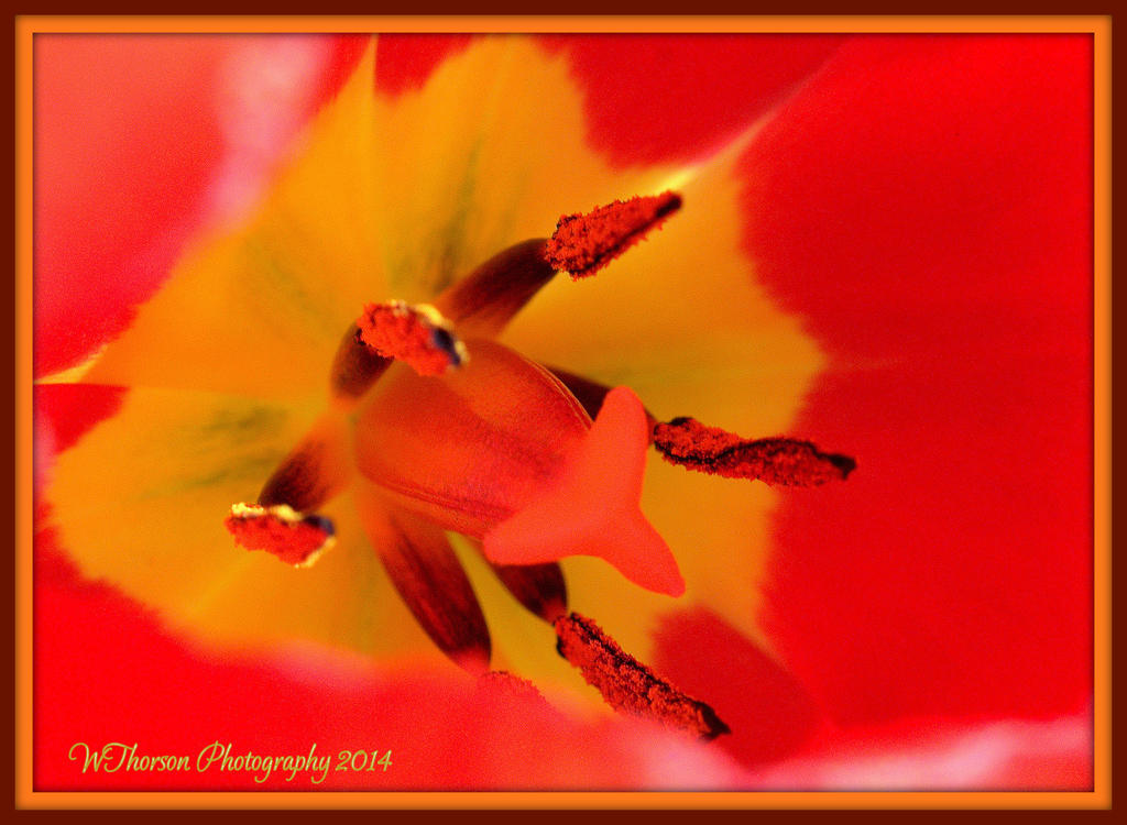 Red Tulip Closeup.jpg