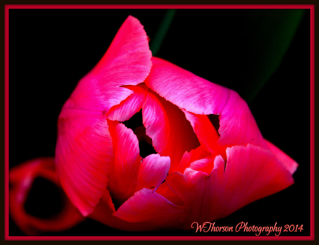 Red Tulip from Above.jpg