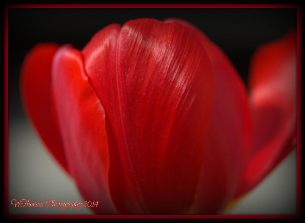 Red Tulip.jpg