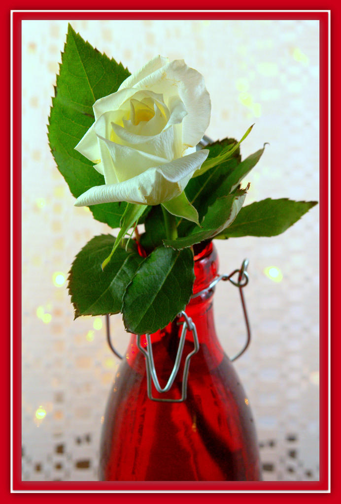 Red Vase White Flower.jpg