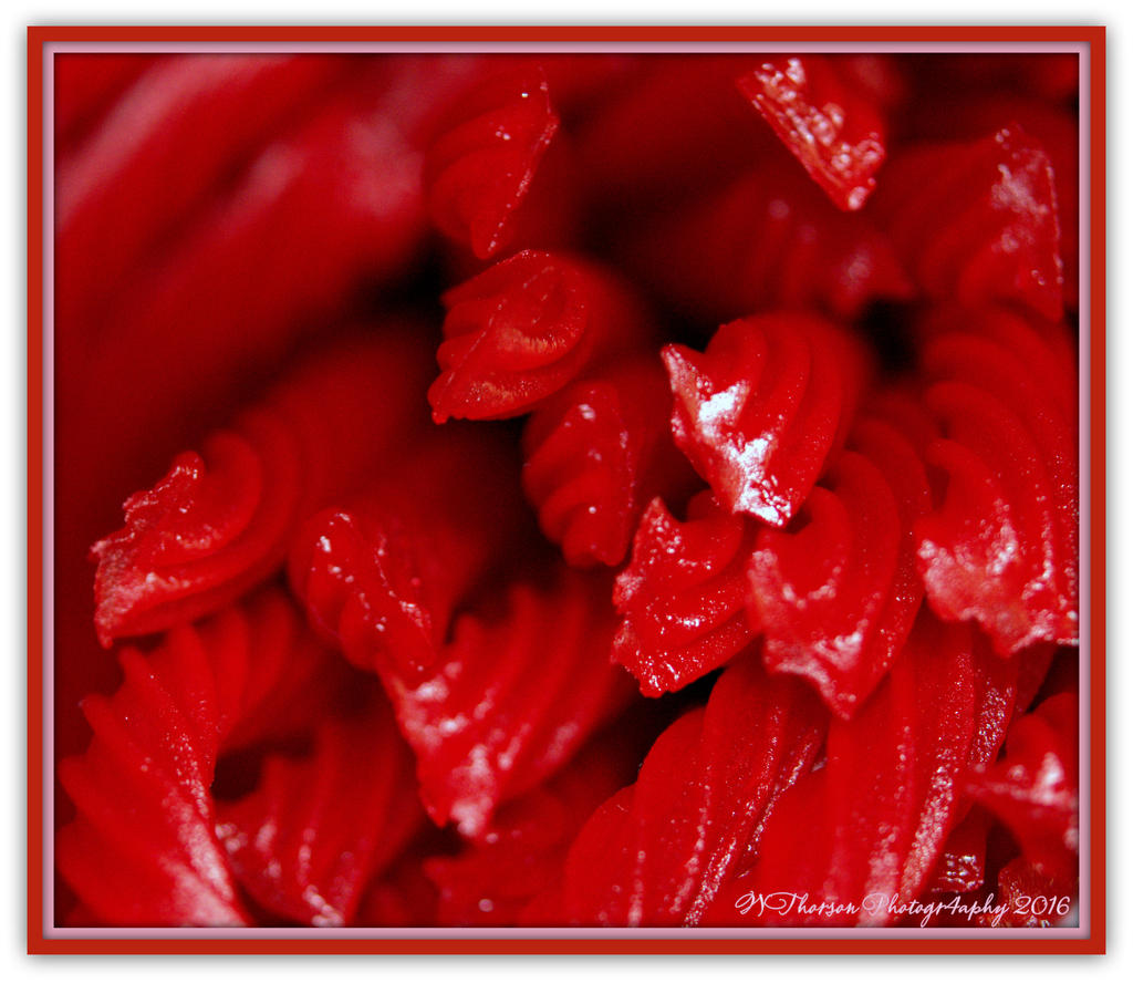 Red Vines 2-3-2016.jpg