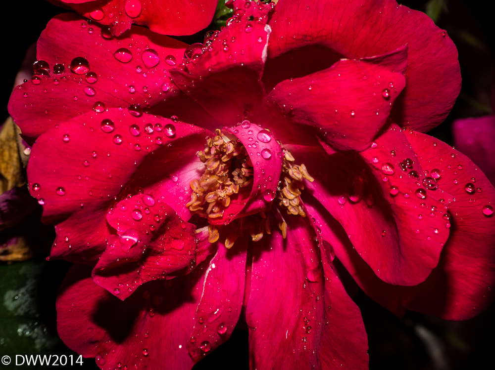 Red Water Drops (1 of 1).jpg