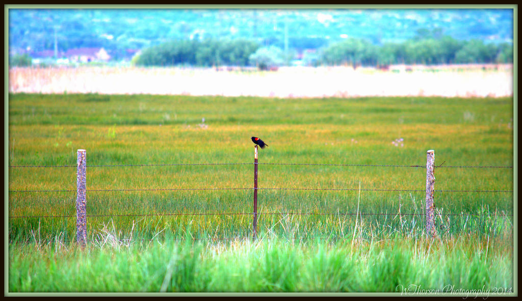 Red Wing Black Bird.jpg