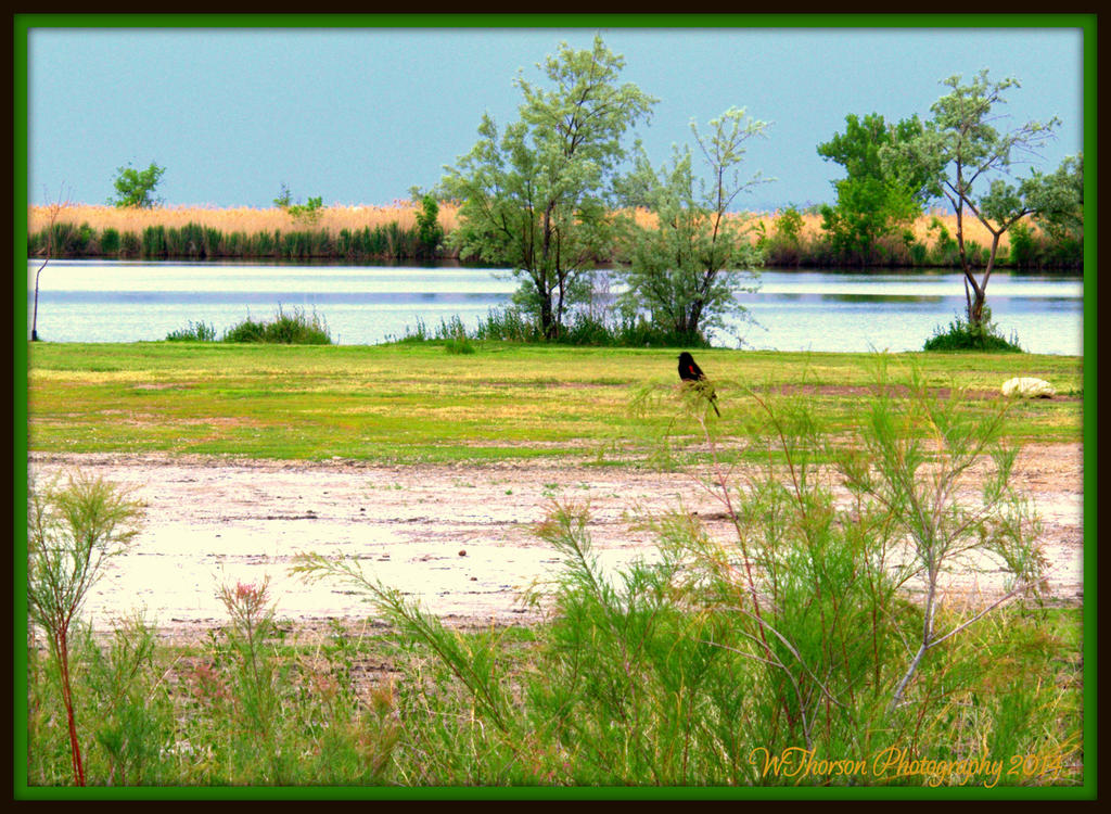 Red Wing Blackbird.jpg