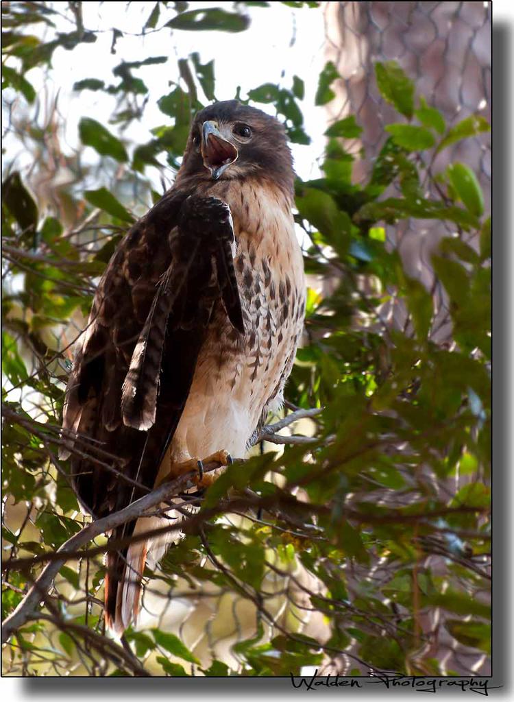 Red Wing Hawk 4.jpg