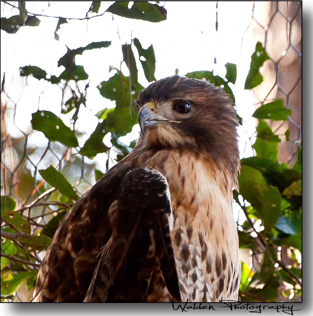 Red Wing Hawk.jpg