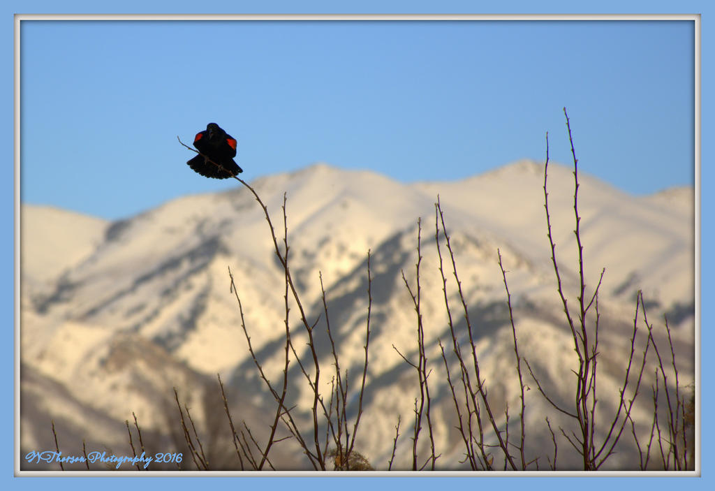 Red Winged Black Bird 3-8-2016.jpg