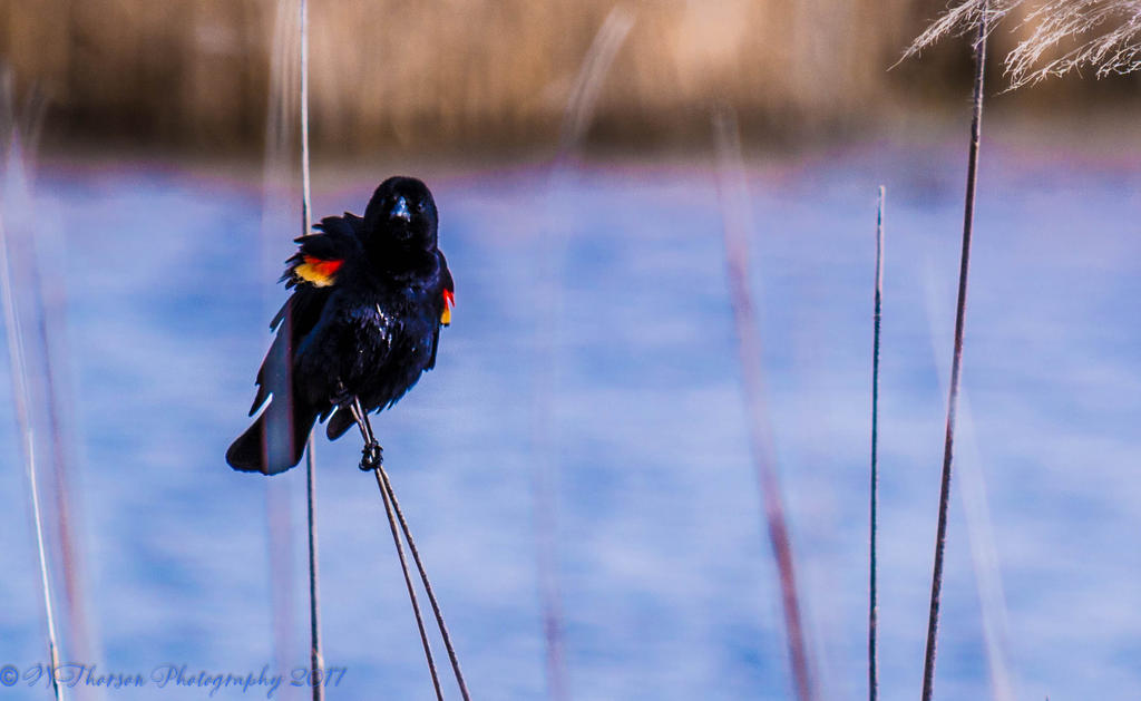 Red Winged Black Bird at Farmington Bay 3-18-2017.jpg