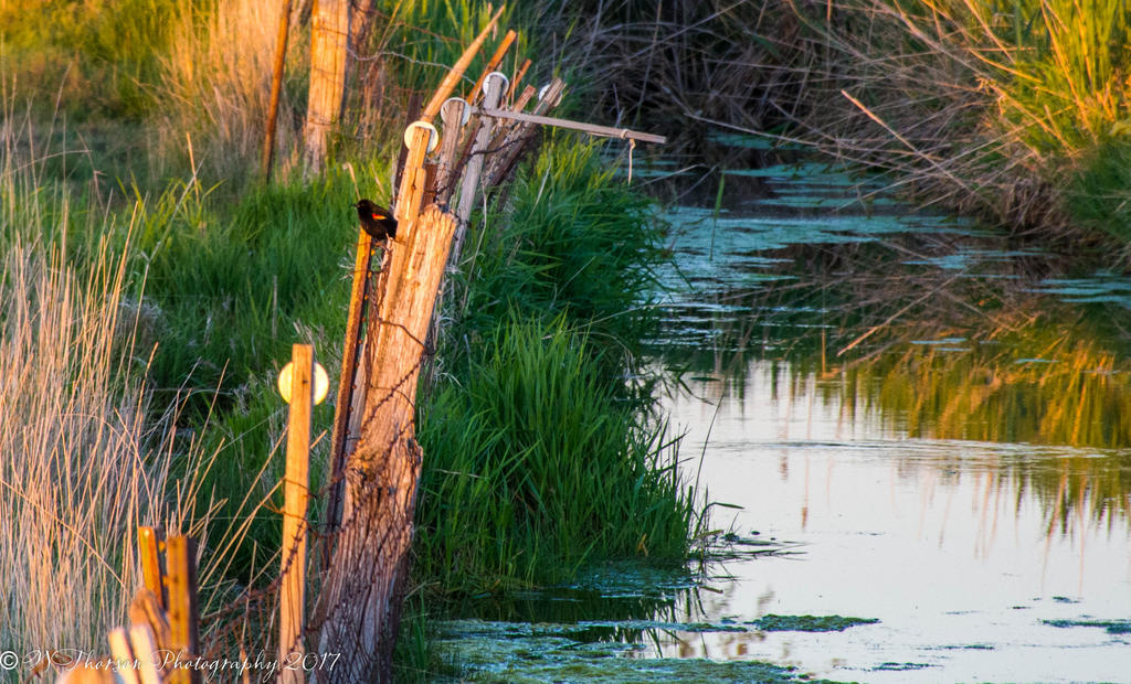 Red Winged Black Bird in Hooper 5-13-2017.jpg