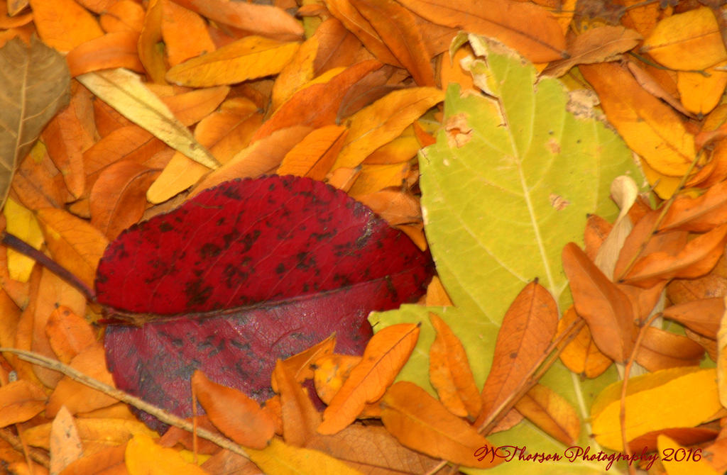 Red, Yellow and Green Leaves 10-24-2016.jpg