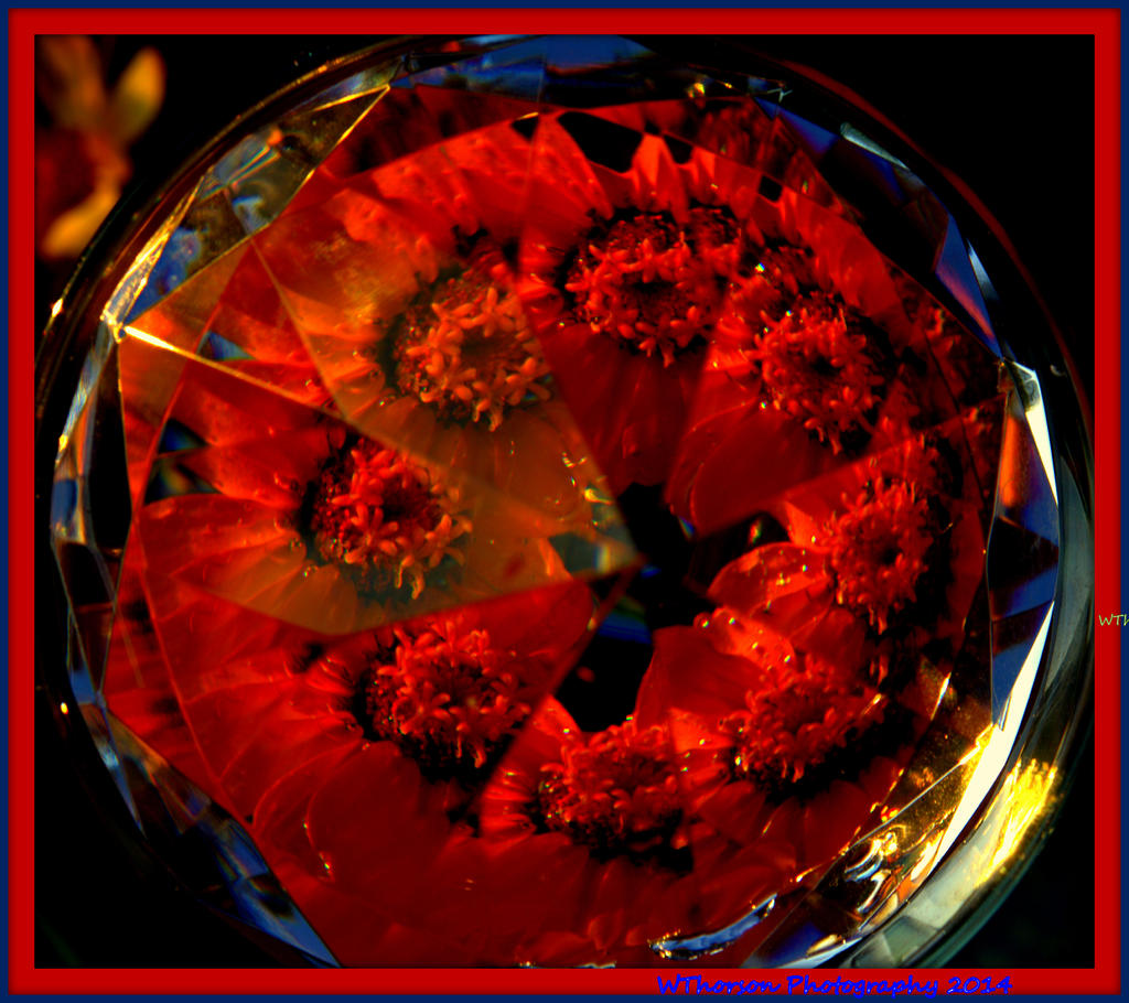 Red Zinnia Crystalized.jpg