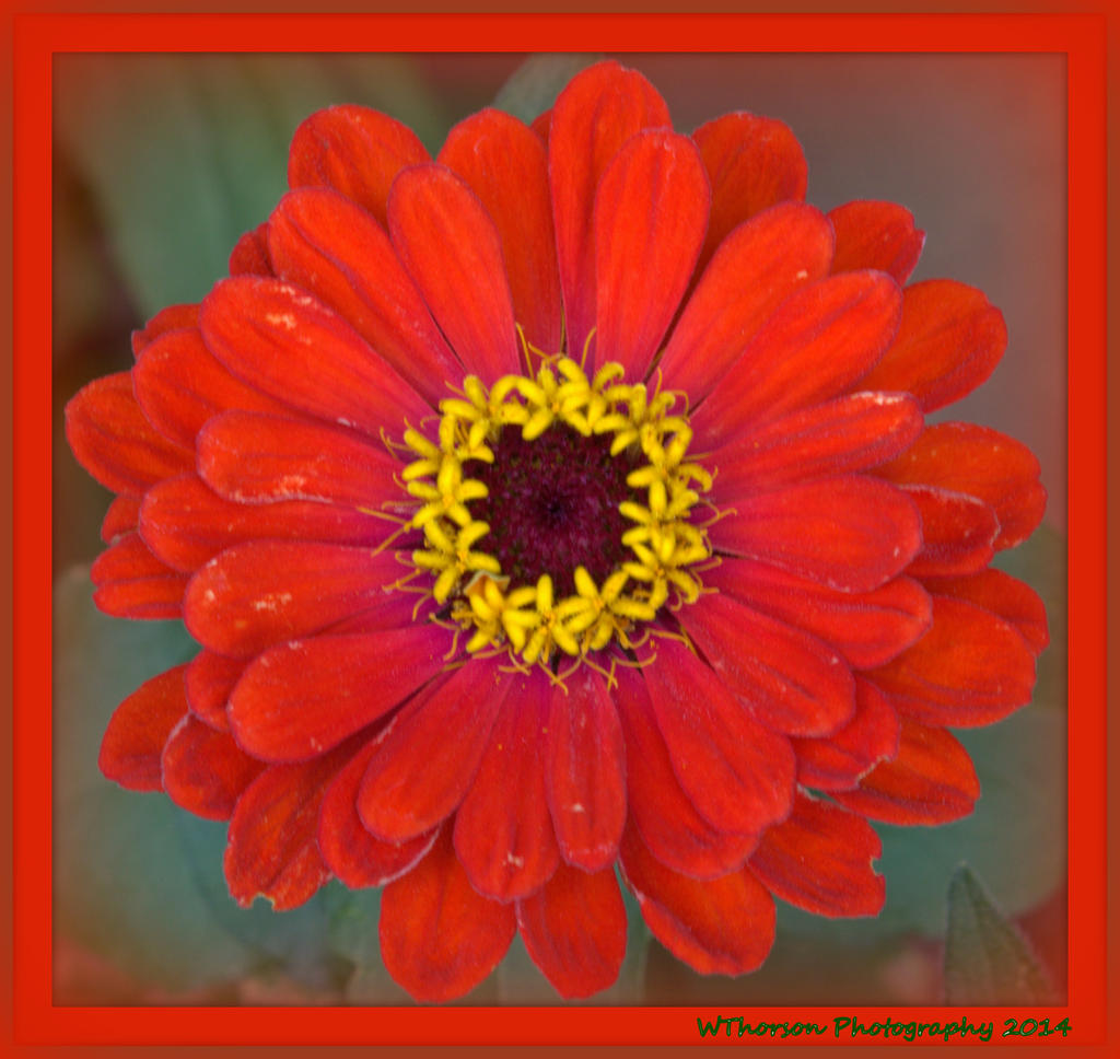 Red Zinnia.jpg