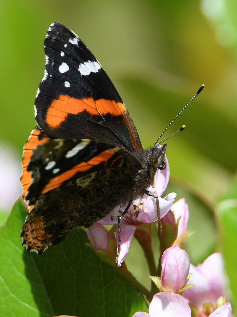 RedAdmiral.jpg
