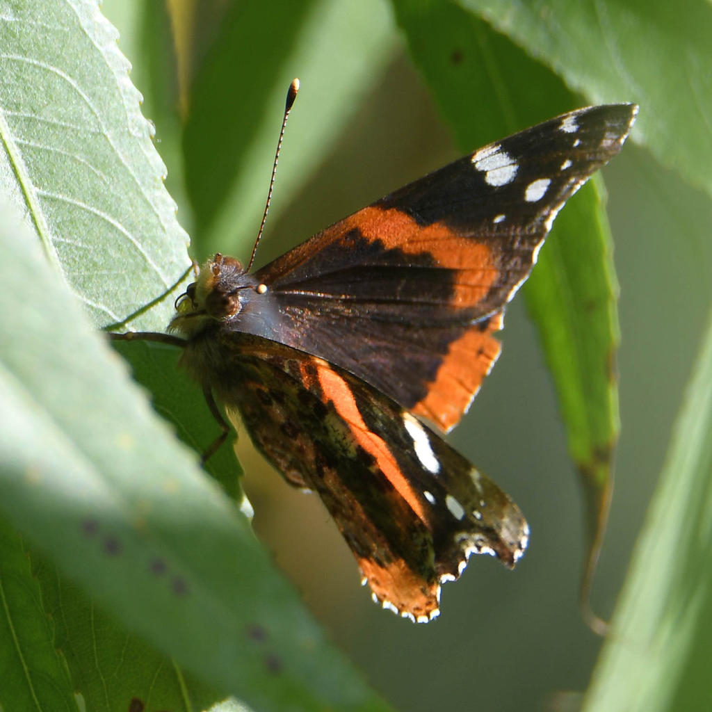 RedAdmiral.jpg