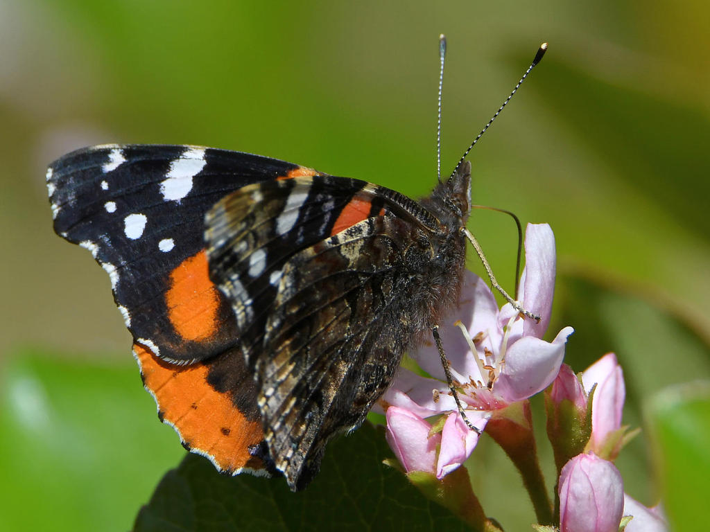 RedAdmiral4.jpg