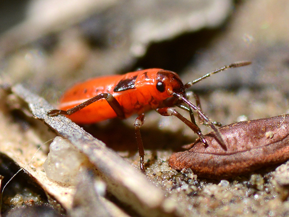 RedBeetle.jpg