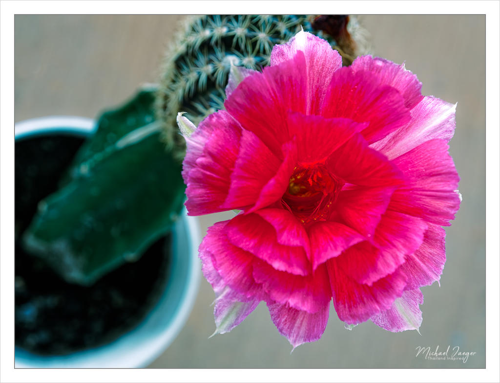 redblossomcactus.jpg