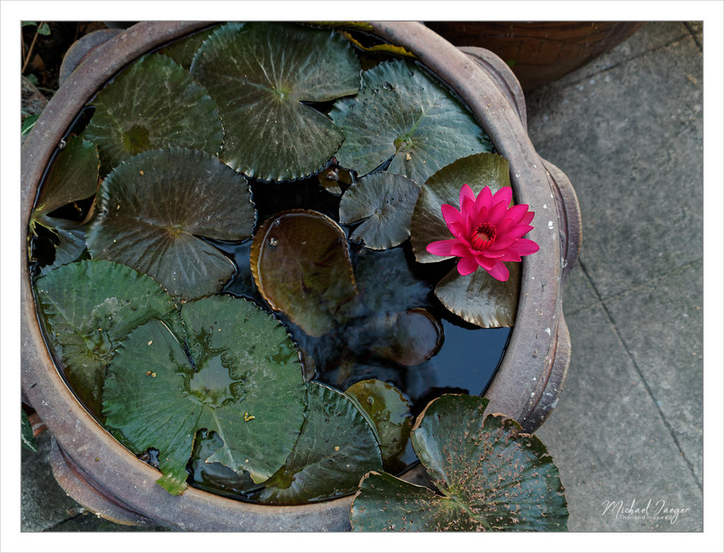 redblossompot.jpg