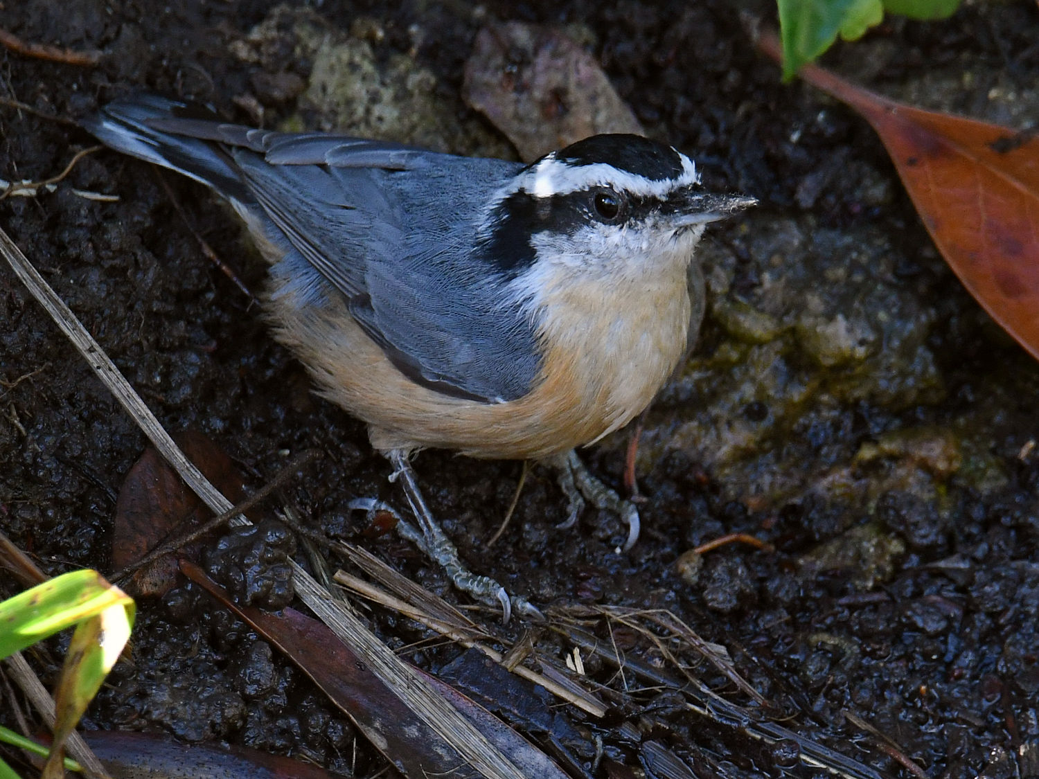 RedBreastedNuthatch12.jpg