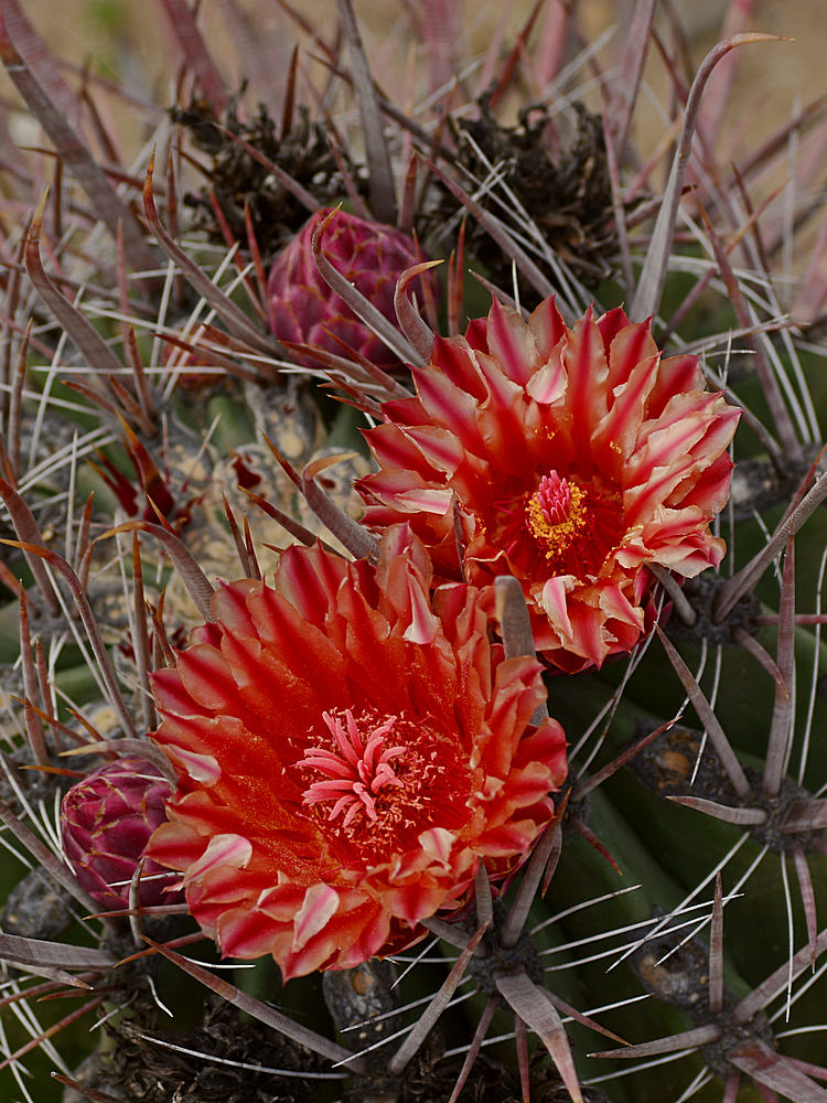 RedCactusFlower.jpg