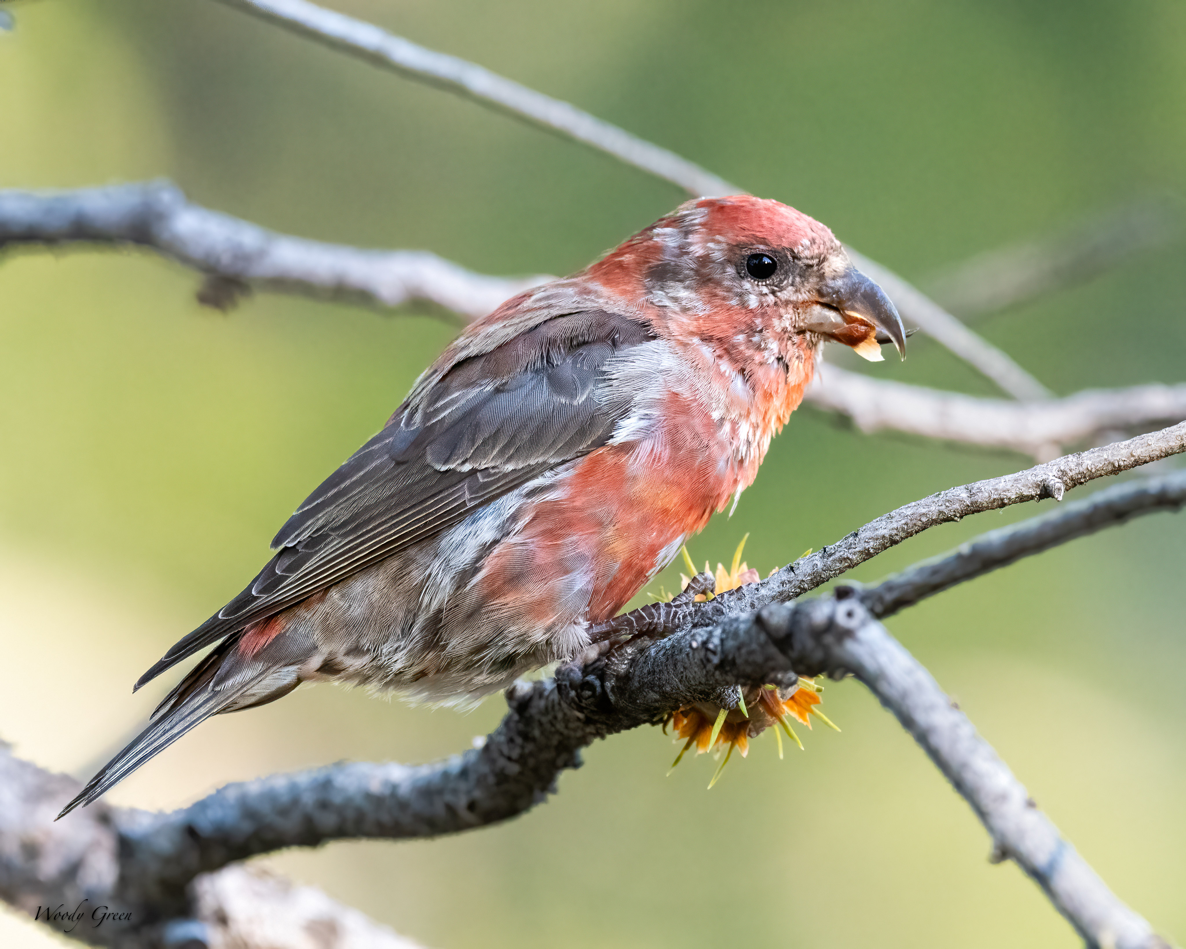 RedCrossbill-64.jpg