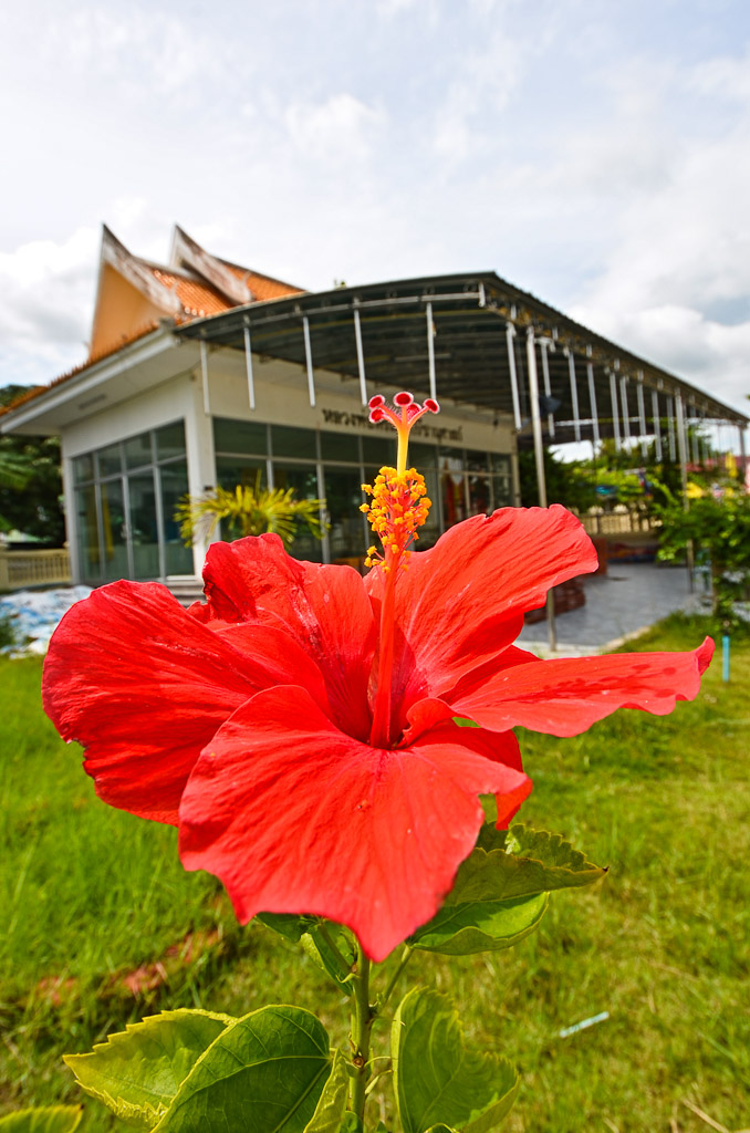 redflower-1.jpg