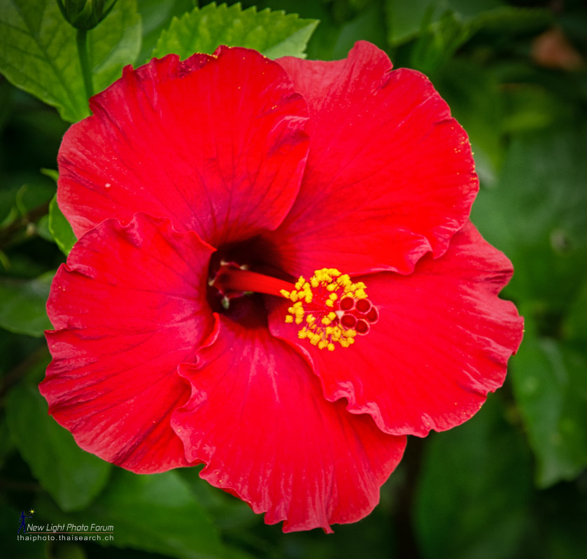 redflower-1.jpg