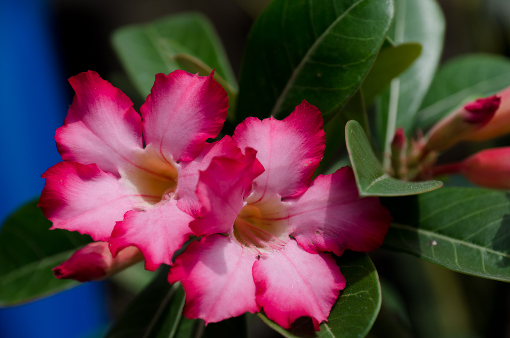 redflower-1.jpg