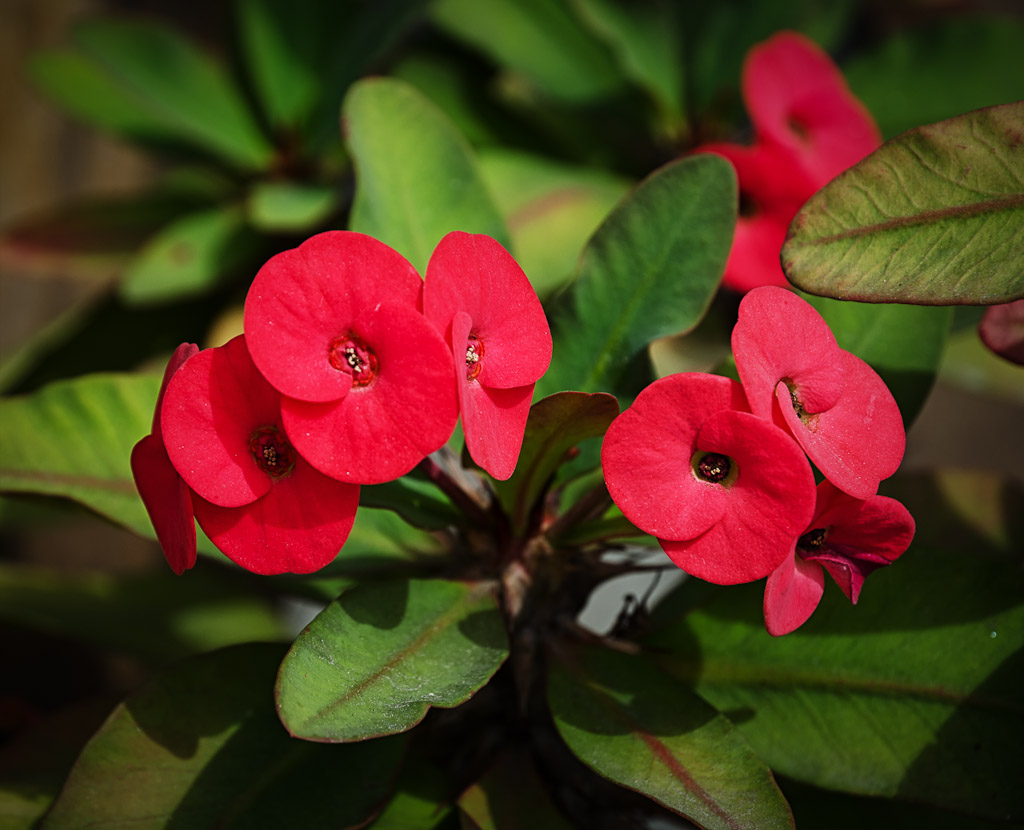 redflower-1.jpg